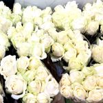 Rose Avelanche