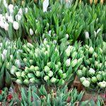 kunterbunte Tulpen Vielfalt