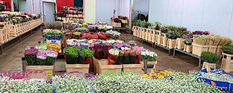 MnM-Bloemen-Planten - Mainz_3