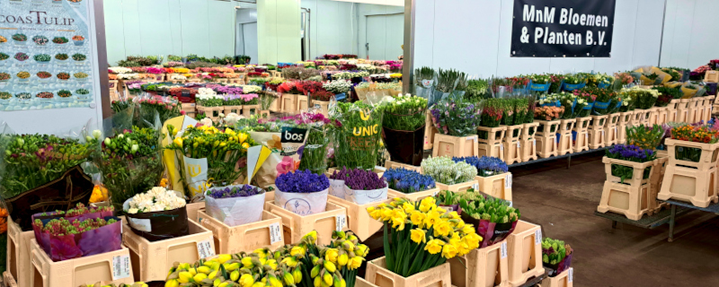 MnM-Bloemen-Planten - Mainz_4