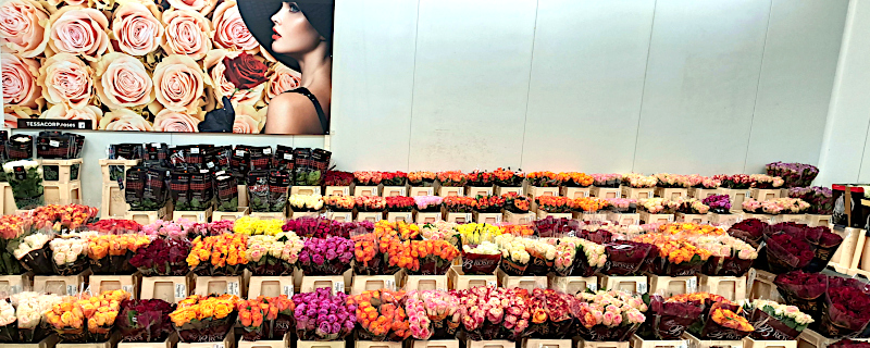 Rosenfinger-Geschaeftsuebergabe